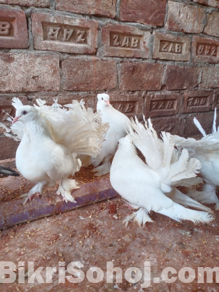 ময়ূরপঙ্খি কবুতর